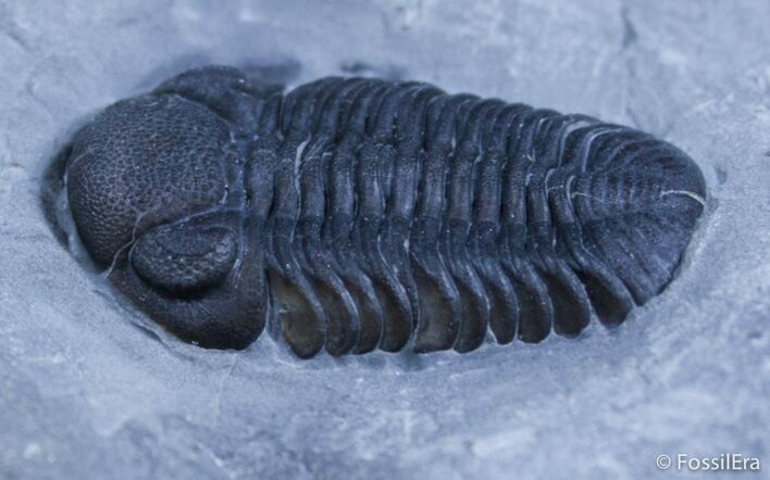 Prone New York Eldredgeops Trilobite #2518